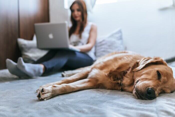 woman working from home with dog beside