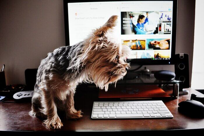 Yorkshire terrier and computer