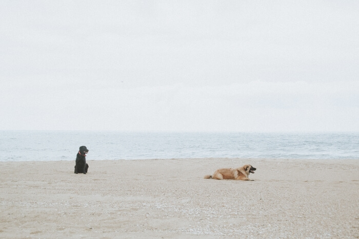 black dog and golden dog resting on the beach